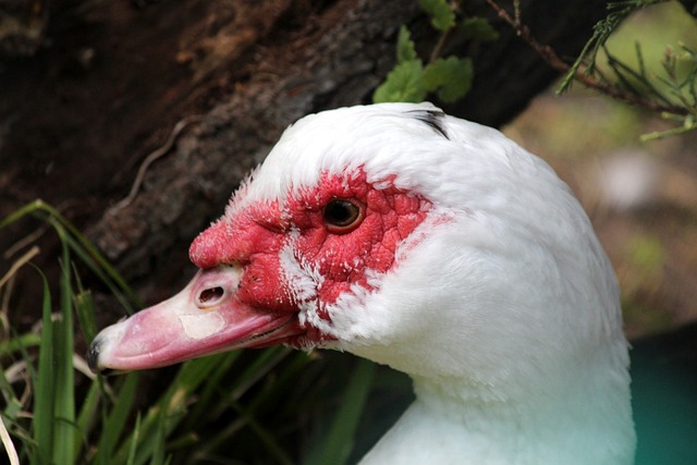 与关键比赛 与关键比赛